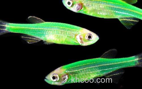 荧光斑马鱼_0