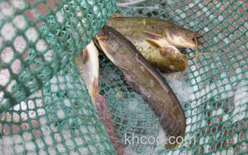 鲶鱼_7