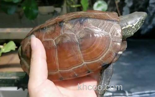 中华龟_3