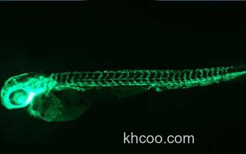 荧光斑马鱼_1