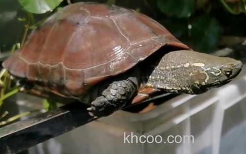中华龟_4