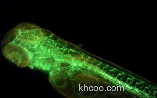 荧光斑马鱼_2