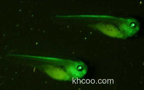 荧光斑马鱼_3