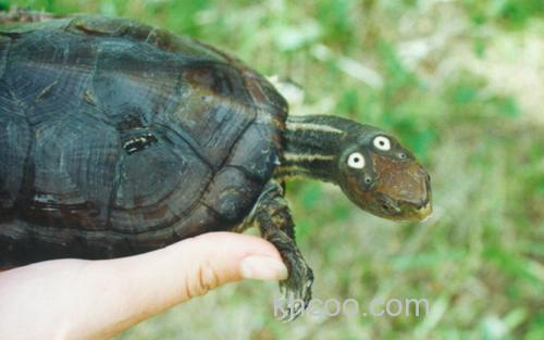 眼斑水龟_2