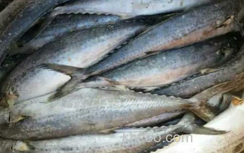 鲅鱼_3