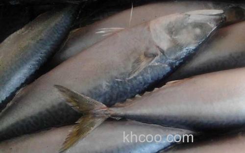鲅鱼_1