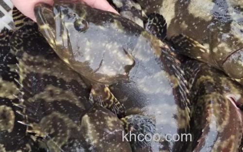 珍珠龙胆石斑鱼_2