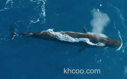 长须鲸_0