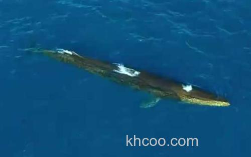 长须鲸_3