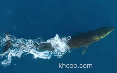 长须鲸_2