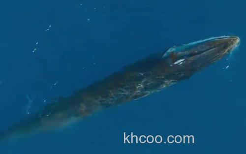 长须鲸_1