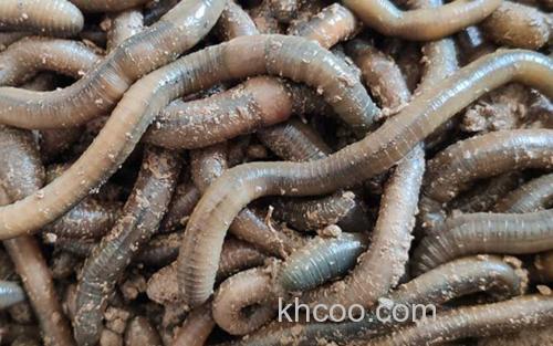 养蚯蚓_1