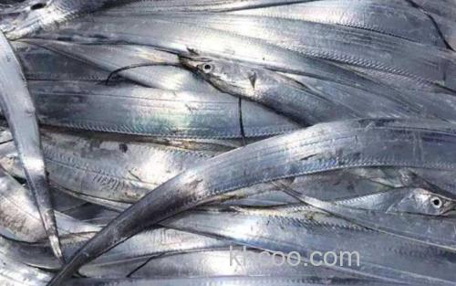 带鱼_3
