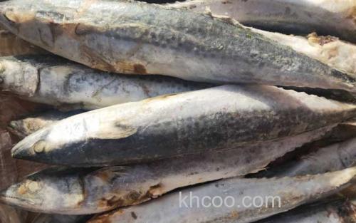 鲅鱼_1