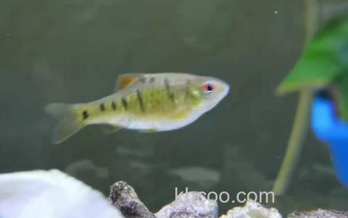 条纹小鲃_5