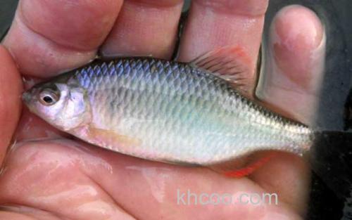 矛形田中鳑鲏_2