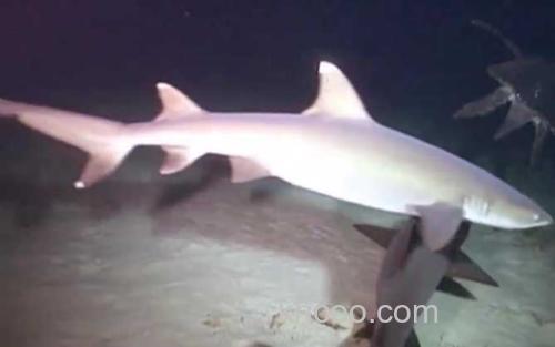 白边真鲨_2