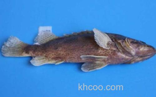 柳州鳜_4