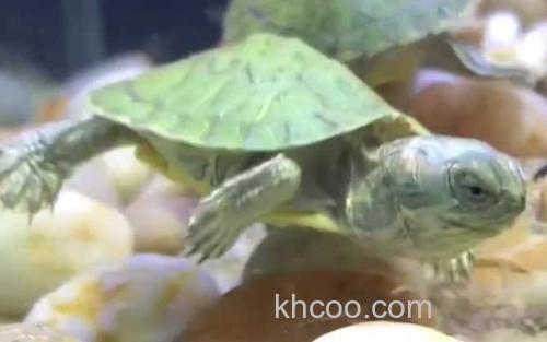 巴西龟_3