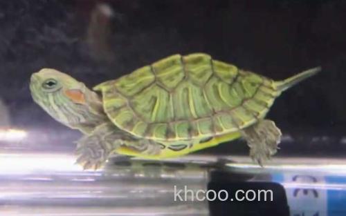 养龟_0
