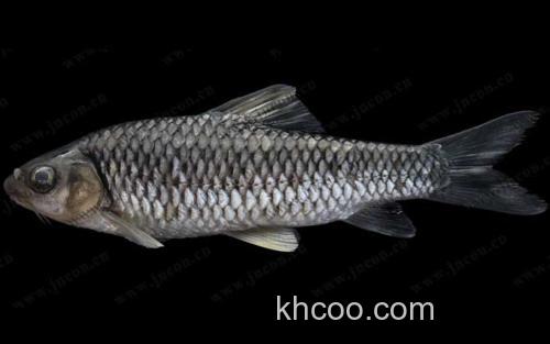 中华倒刺鲃_1