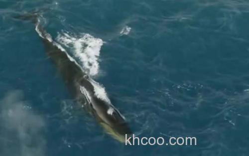长须鲸_6