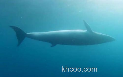 须鲸_3
