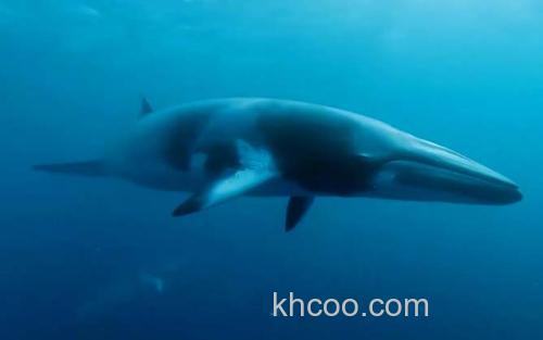 小须鲸_1