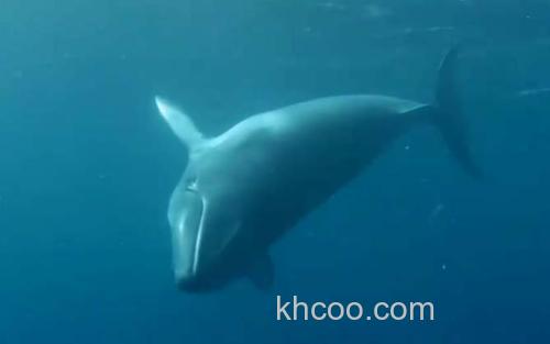 小须鲸_0