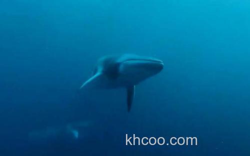 小须鲸_3
