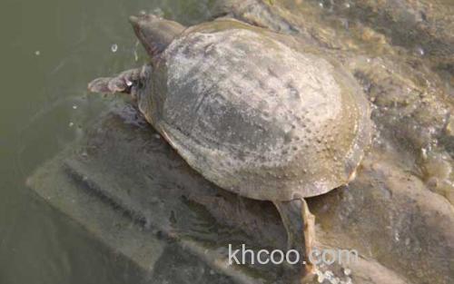 鳖_3