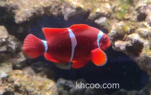 小丑鱼_1