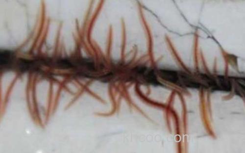 红线虫_0