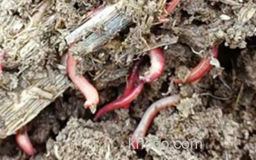 蚯蚓_2