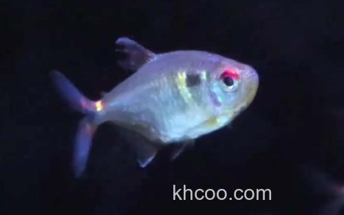 头尾灯鱼_1