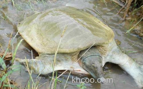 黄沙鳖_3