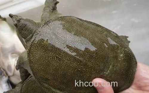 中华鳖_2
