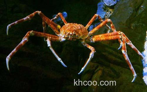 蜘蛛蟹_0