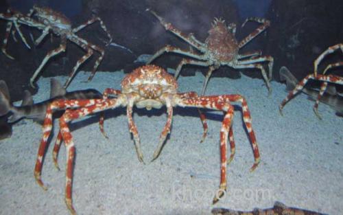 蜘蛛蟹_0