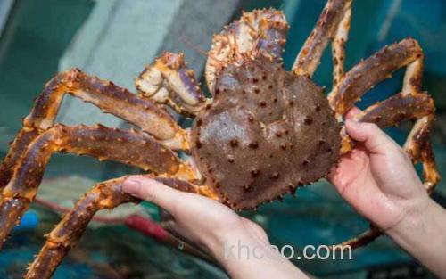 帝王蟹_3
