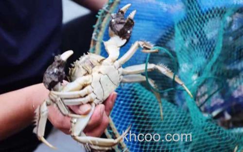 阳澄湖大闸蟹_1