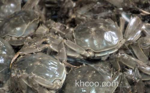 阳澄湖大闸蟹_2