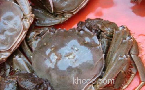 阳澄湖大闸蟹_3