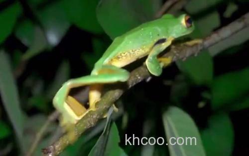 树蛙_3