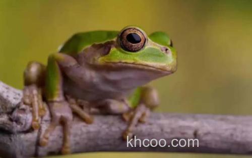 树蛙_0