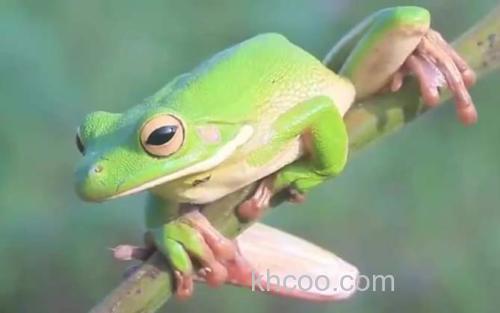 树蛙_0