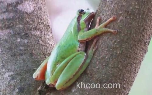 树蛙_1