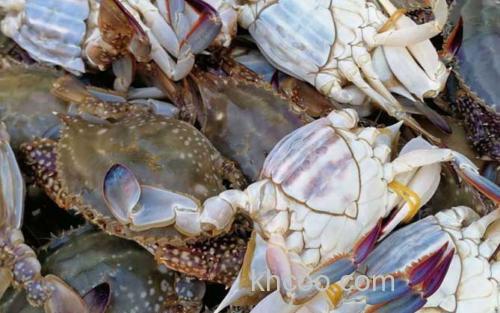 梭子蟹_0