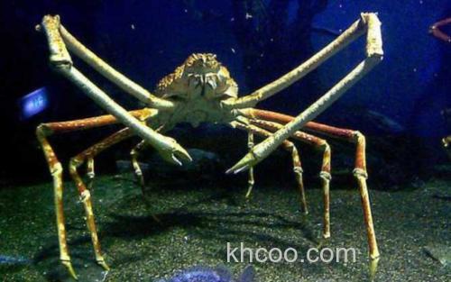 日本蜘蛛蟹_0