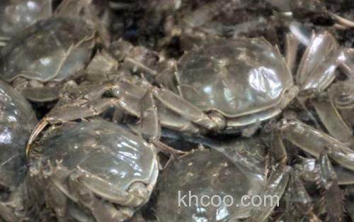 阳澄湖大闸蟹_3